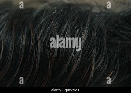 Primo piano della mane di un cavallo nero Foto Stock