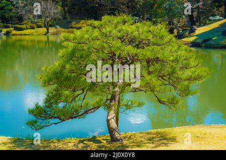 Immagine degli alberi Rikugien del (giardino giapponese) Foto Stock