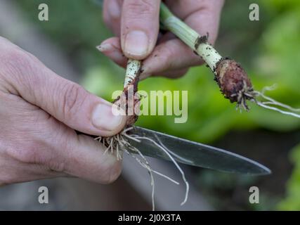 Donna che raccoglie giovani cipolle biologiche nella serra. Donna che tiene le cipolle fresche. Giardinaggio. Foto Stock