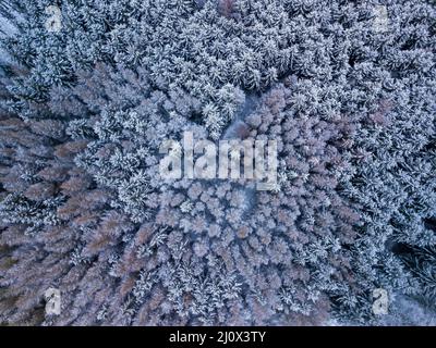 Vista aerea dall'alto verso il basso delle bellissime cime degli alberi della foresta invernale. Foto Stock