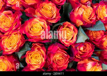 Bellissime rose arancione sfondo. Floral background astratto per matrimoni e impegno. Foto Stock