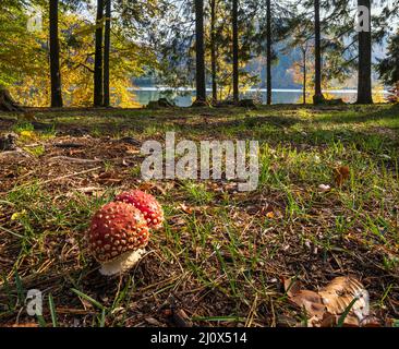 Funghi Amanita sul prato della foresta sulla riva del pittoresco lago. Serbatoio dell'acqua di Vilshany sul fiume Tereblya, Transcarpazia, Foto Stock