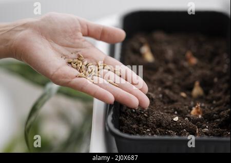 Donna ad angolo alto che tiene semi piantando con pentola. Concetto di foto di alta qualità Foto Stock