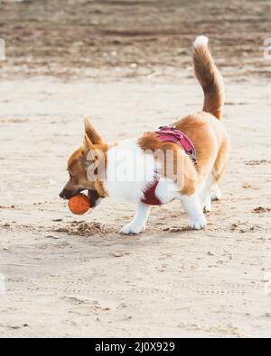 Bel cane sulla spiaggia di sabbia. Corgi Puppy passeggiate in natura in estate al sole vicino costa Foto Stock