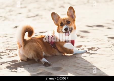 Beautiful dog on sandy beach. Corgi puppy walks in nature in summer in sunshine near coastline Stock Photo