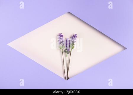 Forma geometrica della carta con lavanda. Foto di alta qualità Foto Stock