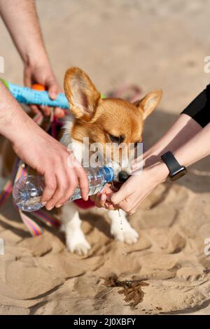 Cane Greedily beve acqua, il proprietario versa il liquido dalla bottiglia nel palmo della mano. Prendersi cura degli animali Foto Stock