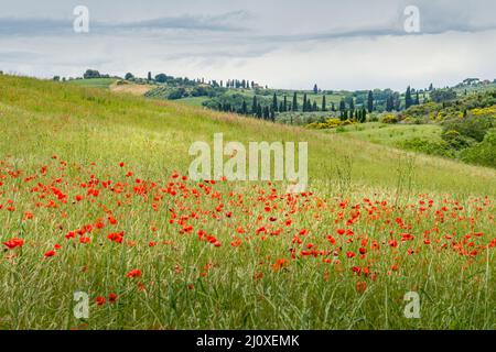 Papaveri fioriti in Val d'Orcia Toscana Foto Stock