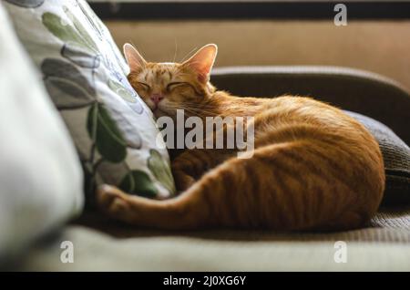 Domestico gatto maschio che dorme e si appoggia la testa su cuscino al divano nella casa. Foto Stock