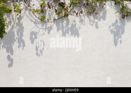 Parete esterna con varie foglie. Concetto di foto di alta qualità Foto Stock