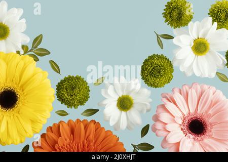 A molla piatta, margherite gerbere. Concetto di foto di alta qualità Foto Stock