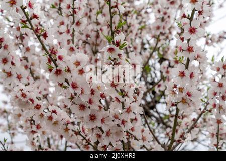 Vista ravvicinata di molti fiori rosa e bianchi su un albero di mandorle Foto Stock