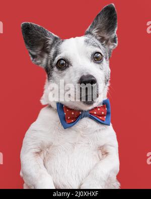 Primo piano vista bellissimo cane con cravatta di prua. Concetto di foto di alta qualità Foto Stock