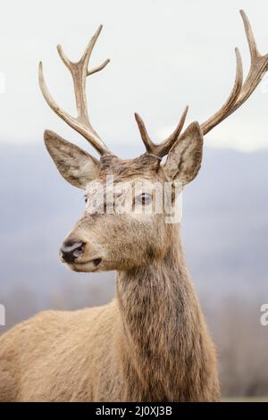 Cervi selvaggi catturati foresta. Concetto di foto di alta qualità Foto Stock