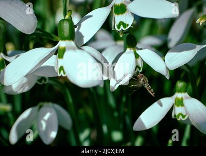 Primo piano di una goccia di neve con rugiada mattutina sui petali di un fiore e una mosca seduta su di esso. Foto Stock