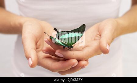 Chiudi vista farfalla seduta mano 2. Concetto di foto di alta qualità Foto Stock