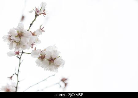 Primo piano fiori di mandorle. Foto di alta qualità Foto Stock