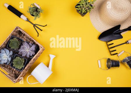 Cestino per attrezzi da giardinaggio piatto con piante Foto Stock