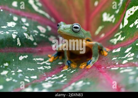 Rana verde ( Rhacophorus reinwardizi ) seduta su una foglia Foto Stock