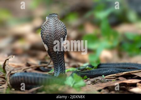 Il re cobra alza la testa Foto Stock