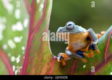 Rana verde ( Rhacophorus reinwardizi ) seduta su una foglia Foto Stock