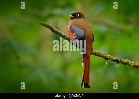 Togon mascherato, Togon personatus uccello rosso e marrone nell'habitat naturale, San Isidro, Ecuador. Uccello tropico rosso. Foto Stock