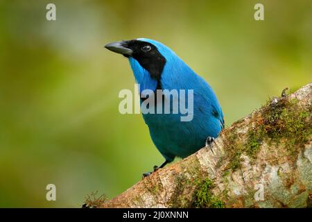 Jay turchese, Cyanolyca turcosa, ritratto di dettaglio di bellissimo uccello blu dalla foresta tropicale, Guango, Ecuador. Primo piano disegno di legge ritratto di jay nel dar Foto Stock