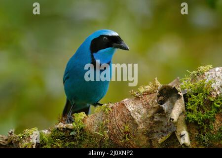 Jay turchese, Cyanolyca turcosa, ritratto di dettaglio di bellissimo uccello blu dalla foresta tropicale, Guango, Ecuador. Primo piano disegno di legge ritratto di jay nel dar Foto Stock