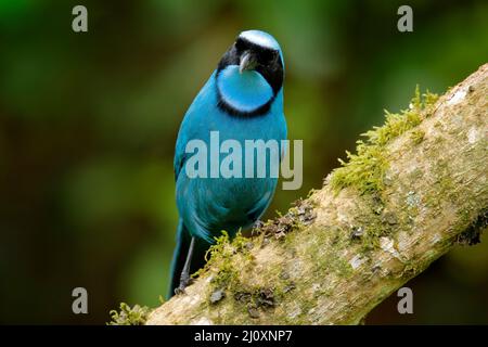 Jay turchese, Cyanolyca turcosa, ritratto di dettaglio di bellissimo uccello blu dalla foresta tropicale, Guango, Ecuador. Primo piano disegno di legge ritratto di jay nel dar Foto Stock