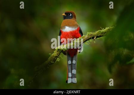 Togon mascherato, Togon personatus uccello rosso e marrone nell'habitat naturale, San Isidro, Ecuador. Uccello tropico rosso. Foto Stock