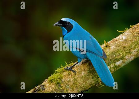 Jay turchese, Cyanolyca turcosa, ritratto di dettaglio di bellissimo uccello blu dalla foresta tropicale, Guango, Ecuador. Primo piano disegno di legge ritratto di jay nel dar Foto Stock