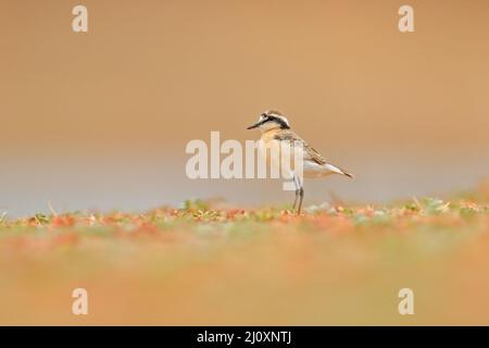 La radica di Kittlitz, Charadrius pecuarius, piccolo uccello di costa nell'habitat naturale. Amante sulla spiaggia, vicino all'acqua, Lago Kariba, Zimbabwe ad Afrika. Foto Stock