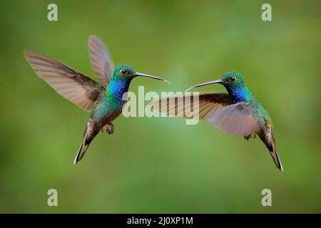 Hillstar verde, Urocroa bougueri leucura, colibrì verde blu di San Isidro in Ecuador. Due uccelli volano lotta nella foresta tropicale. Ronzio Foto Stock