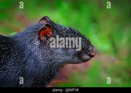 Aguti in natura. Dettaglio testa ritratto di agouti. Nero aguti, Dasyprocta fuliginosa, Sumaco, Ecuador. Animale carino nell'habitat naturale, tropico scuro Foto Stock