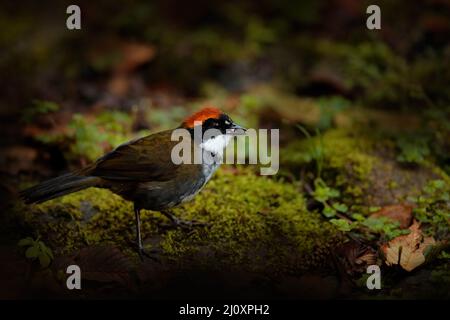 Brushfinch di castagno, Arremon brunneinucha, uccello marrone grigio nell'habitat naturale. Treerunner sul ramo dell'albero, San Isidro in Ecuador. Uccello i Foto Stock