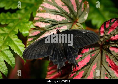 Atrophaneura semperi, specie di farfalla della famiglia Papilionidae che si trova in Indonesia, Malesia, e le Filippine, bello nero e. Foto Stock