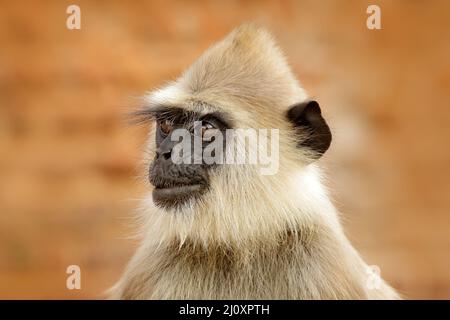 Fauna selvatica dello Sri Lanka. Langur comune, Semnopithecus entellus, scimmia sul mattone arancione edificio, fauna selvatica urbana. Foto Stock