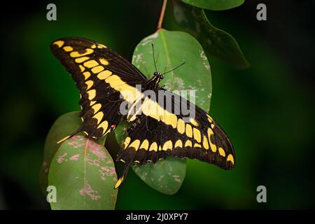 Bellissimo insetto nella natura verde. Coda di Swallow gigante, nealces Papilio thoas, bella farfalla dal Messico seduto sulle foglie. Bella inse Foto Stock