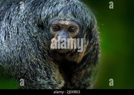 Saki di fronte bianca, Pitecia pitecia, ritratto di dettaglio di scimmia nera scura, animale nell'habitat naturale, fauna selvatica, Brasile. Femmina di scimmia scura. Anim Foto Stock