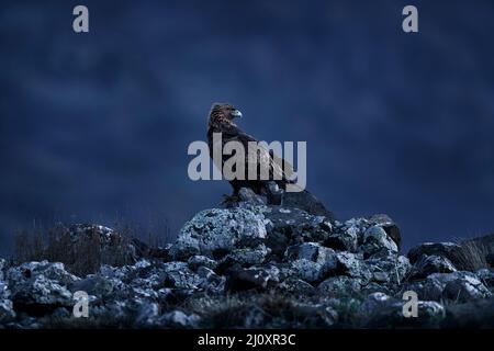 Rhodopi orientali rock con aquila. Uccello volante di aquila reale preda con grande alata, foto con fiocchi di neve durante l'inverno, montagna di pietra, Rho Foto Stock