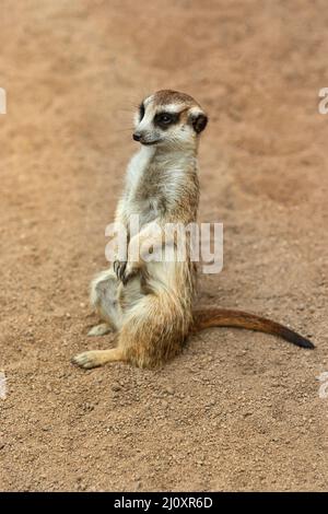 Mammiferi / Un Meerkat prendere il sole al Ballarat Wildlife Park in Ballarat Australia. Foto Stock