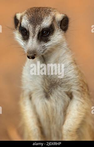 Mammiferi / Un Meerkat prendere il sole al Ballarat Wildlife Park in Ballarat Australia. Foto Stock