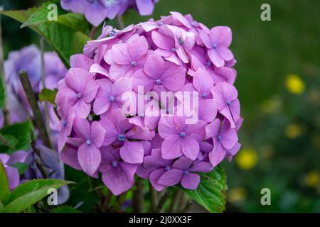 Hydrangea rosa in piena fioritura in un giardino inglese Foto Stock