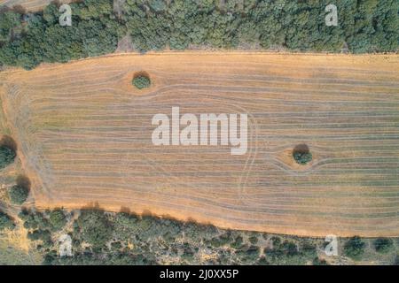 Vista aerea dei campi arati e dei lecci Foto Stock