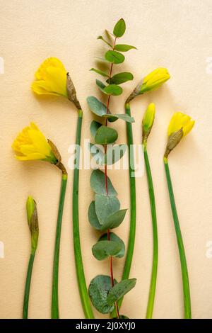 Germoglio di naffodil giallo e eucalipto twig su foglio di feltro giallo, closeup. Foto Stock