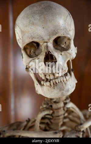 Scheletro umano, primo piano del cranio. Foto Stock
