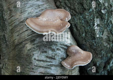 Funghi a due staffe che crescono su un tronco di alberi di betulla d'argento. Foto Stock