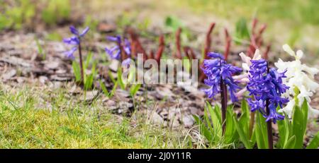 Fiore di giacinto blu, spazio di copia per il testo. Acquisto di piante e fiori per il giardinaggio domestico. Foto Stock