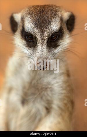 Mammiferi / Un Meerkat prendere il sole al Ballarat Wildlife Park in Ballarat Australia. Foto Stock