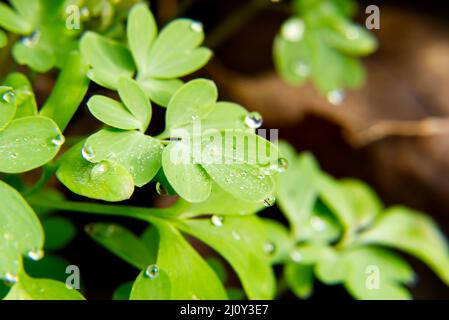 Primo piano delle foglie di Corydalis solida, noto anche come 'fumewort' o 'bird-in-a-bush', che ha fiori viola fiorire all'inizio della primavera. Foto Stock